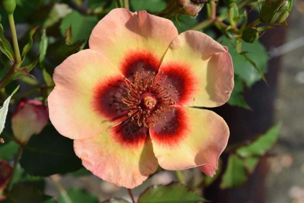 
                  
                    Rosa Babylon Eyes® 'Fancy' 
                  
                