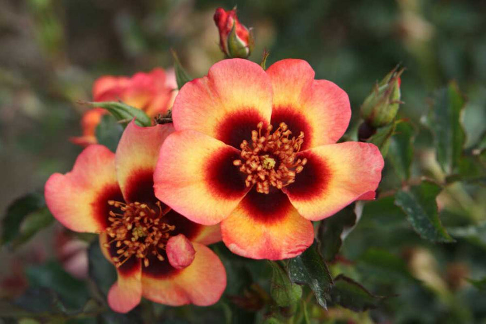 
                  
                    Rosa Babylon Eyes® 'Fancy' 
                  
                