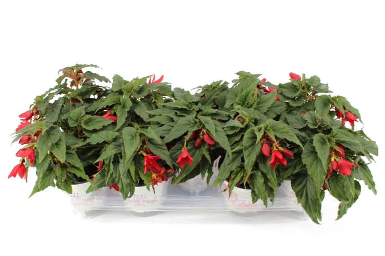 Begonia Beauvilia® red 15cm