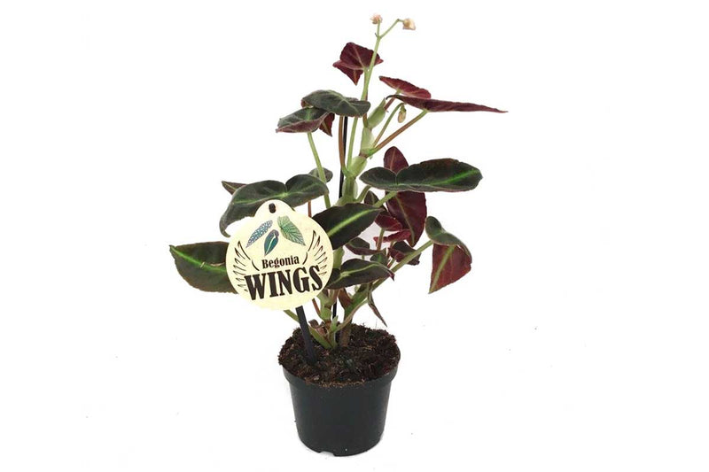 Begonia 'listada' 12cm