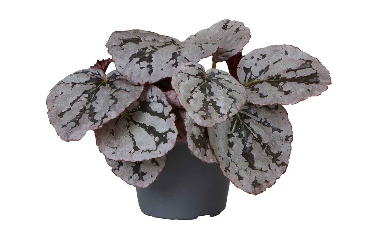 Begonia rex 'chayo' 6cm