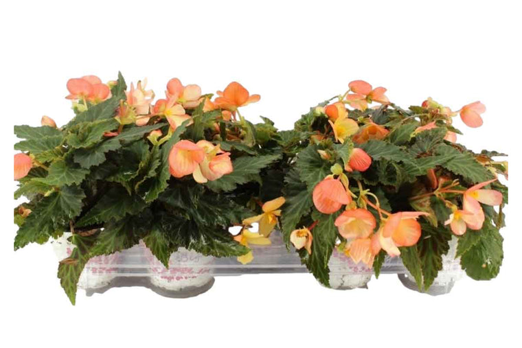 Begonia Beauvilia® soft orange 15cm