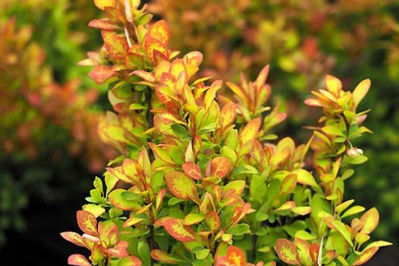 Berberis 'Summer Sunset'®