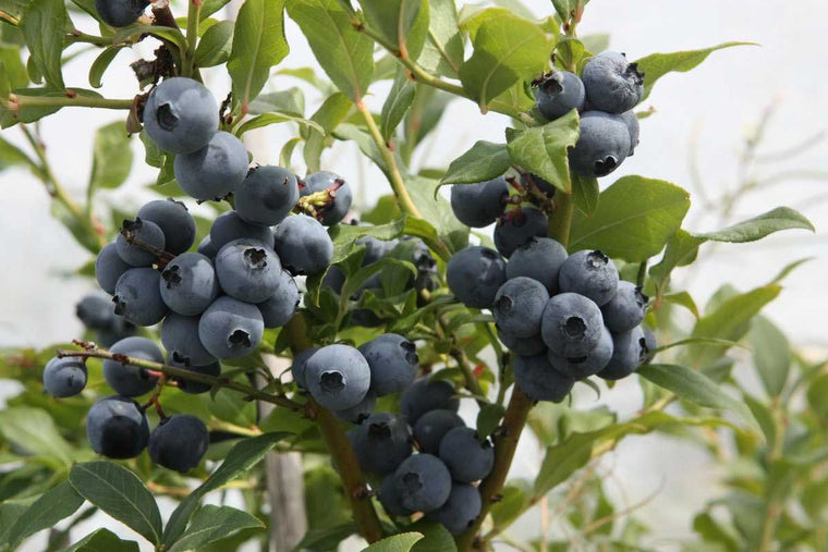 Vaccinium 'Hortblue Petite'® 17cm