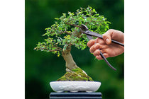 
                  
                    Bonsai steel concave cutter(ΓΤ298)
                  
                