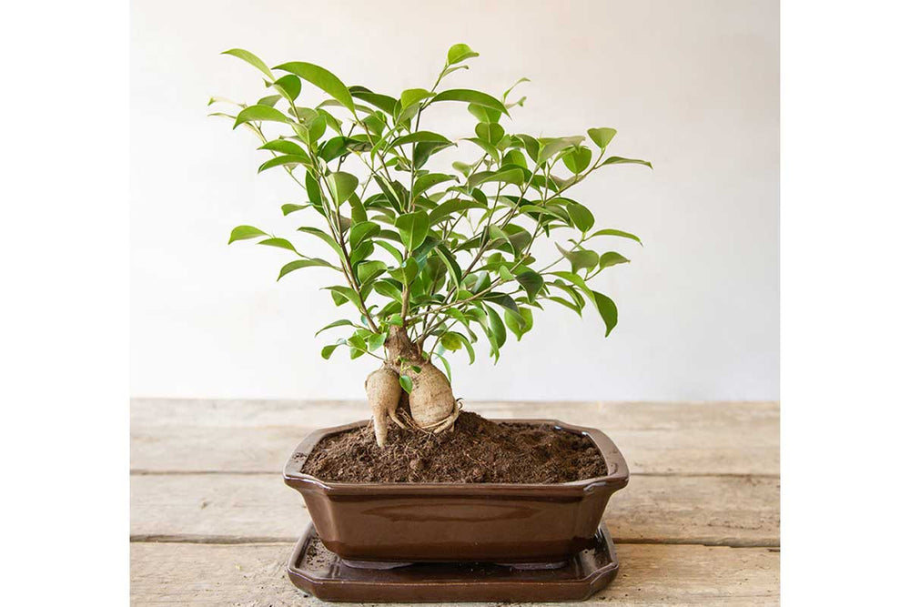 
                  
                    Bonsai pot rectangular
                  
                