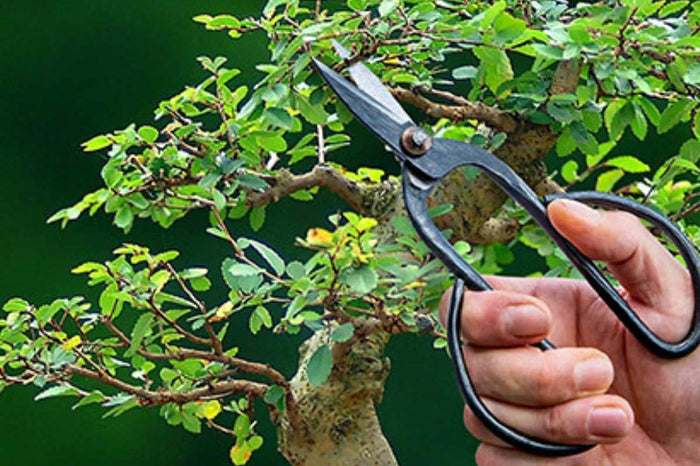 Bonsai shears large(GT296)