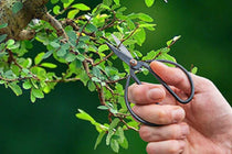 
                  
                    Bonsai shears small(GT295)
                  
                