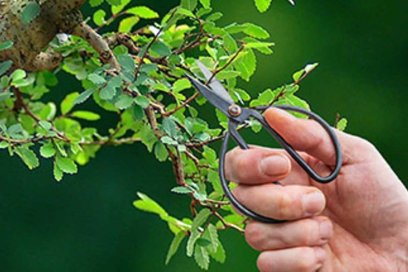 Bonsai shears small(GT295)