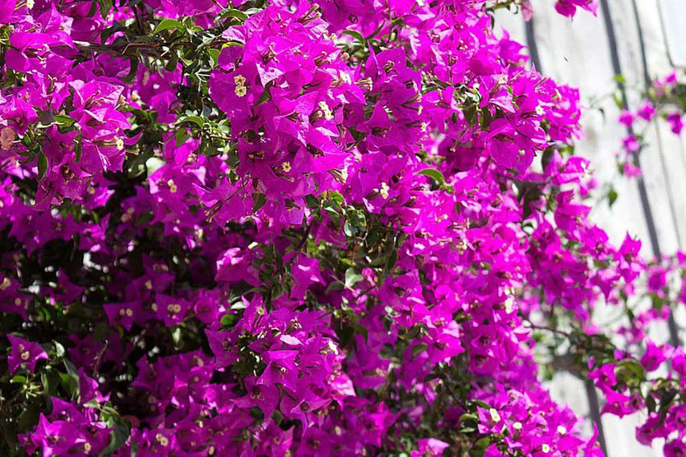 
                  
                    Bougainvillea 'Alexandra'
                  
                