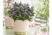 
                  
                    Buddleja  'Little Rockstars'® Blue
                  
                