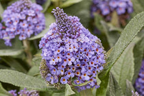 
                  
                    Buddleja  'Little Rockstars'® Blue
                  
                
