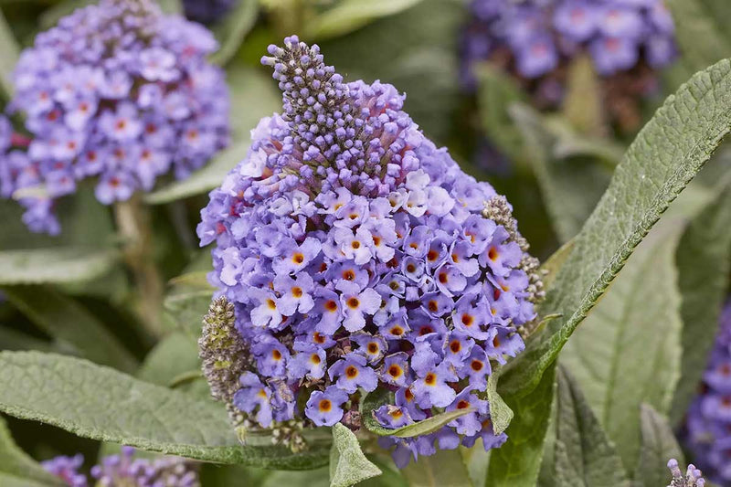 Buddleja  'Little Rockstars'® Blue