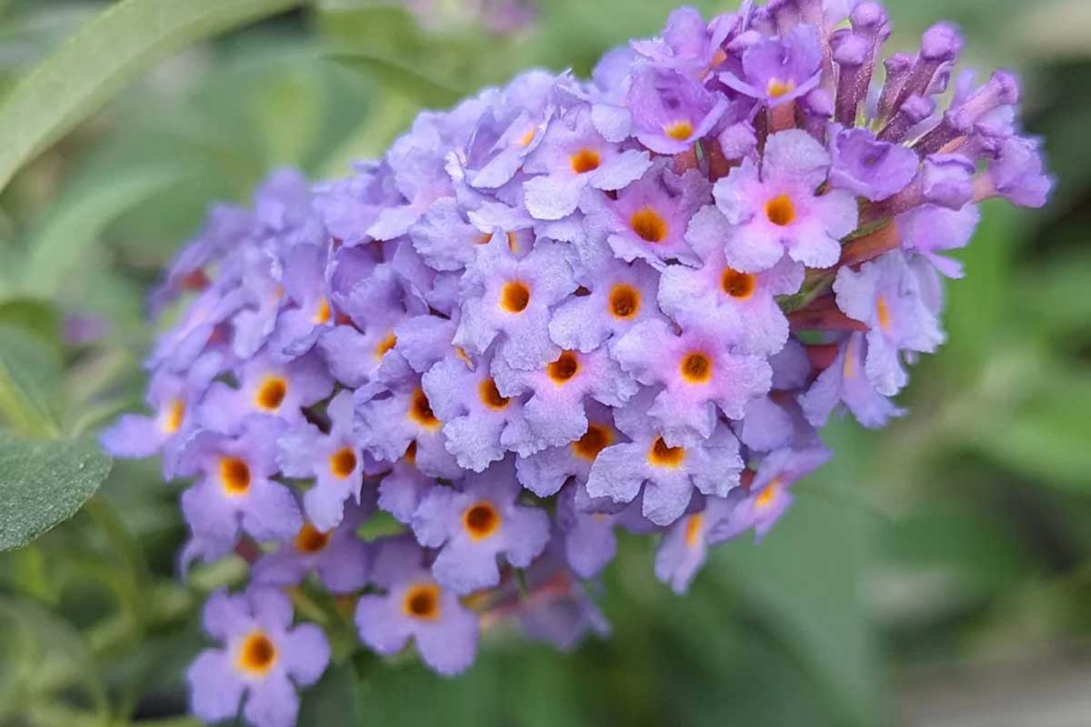 Buddleja  'Little Rockstars'® Blue