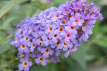 
                  
                    Buddleja  'Little Rockstars'® Blue
                  
                