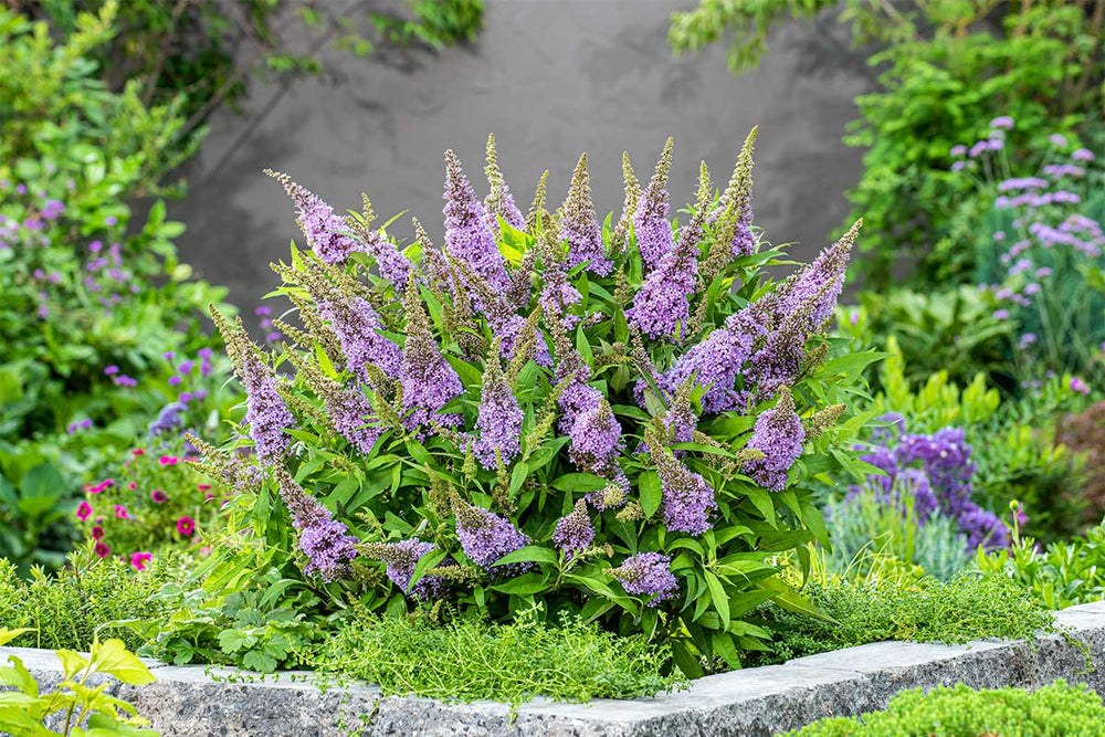 Buddleja Spp Buddleja ‘Little Lila’ — butterfly bush | Greenleaf – Greenleaf Garden ...