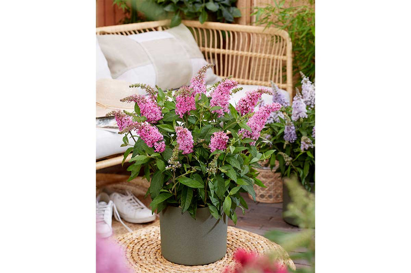 Buddleja Butterfly Candy® 'Little Pink'