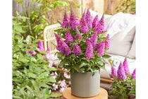 
                  
                    Buddleja Butterfly Candy® 'Little Cerise
                  
                