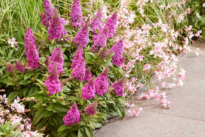 Buddleja Butterfly Candy® 'Little Cerise