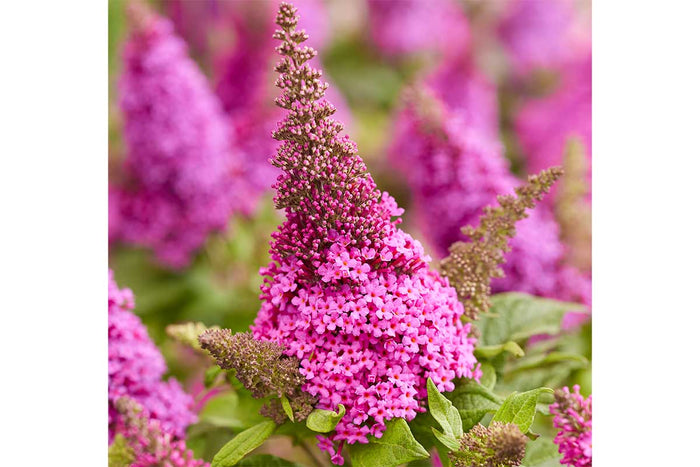 Buddleja Butterfly Candy® 'Little Cerise