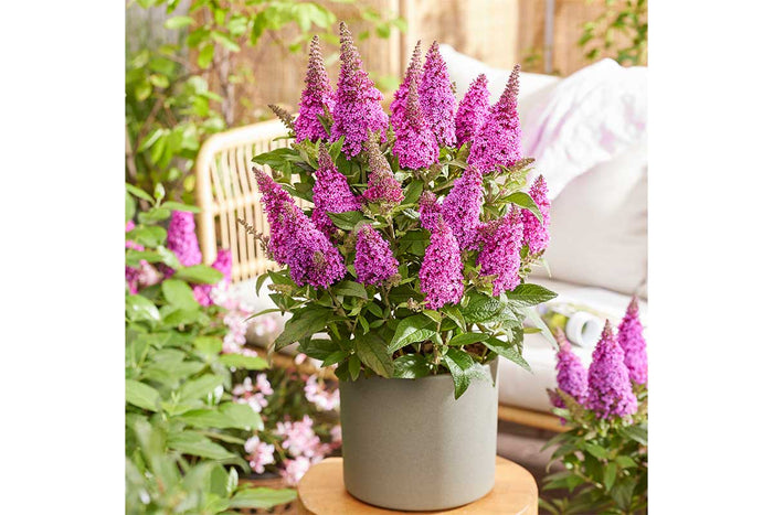 Buddleja Butterfly Candy® 'Little Cerise