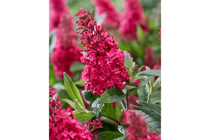 Buddleja Butterfly Candy® 'Little Ruby' 