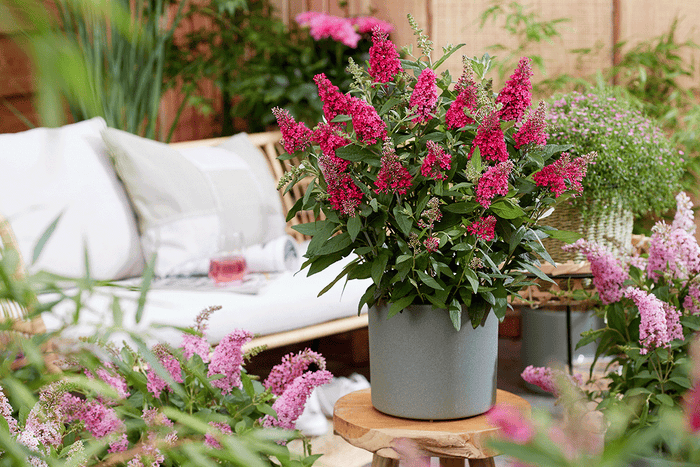 Buddleja Butterfly Candy® 'Little Ruby' 