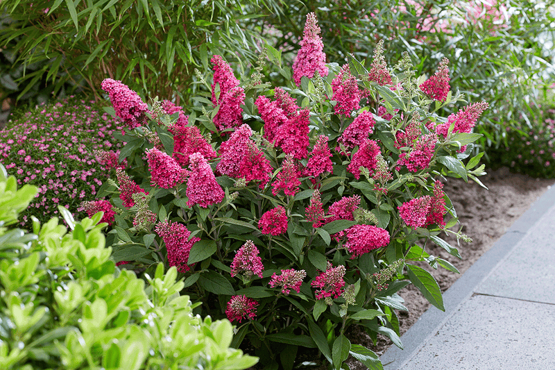 Buddleja Butterfly Candy® 'Little Ruby'