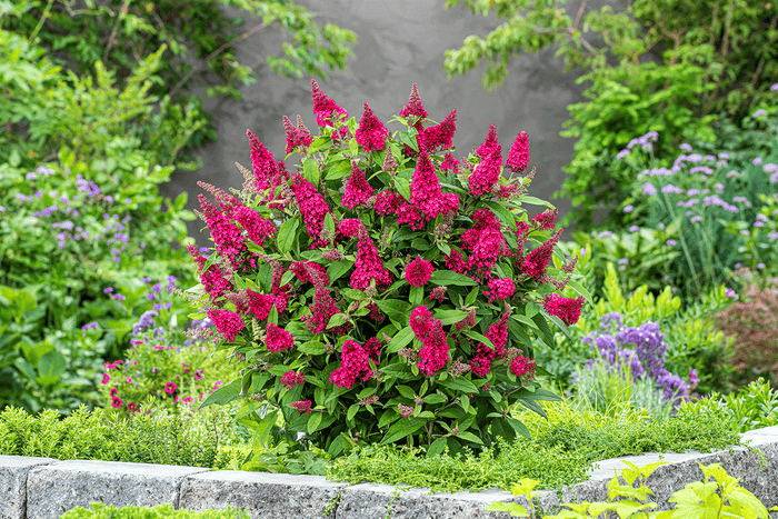 Buddleja Butterfly Candy® 'Little Ruby'