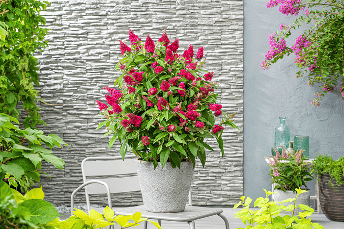 Buddleja Butterfly Candy® 'Little Ruby'