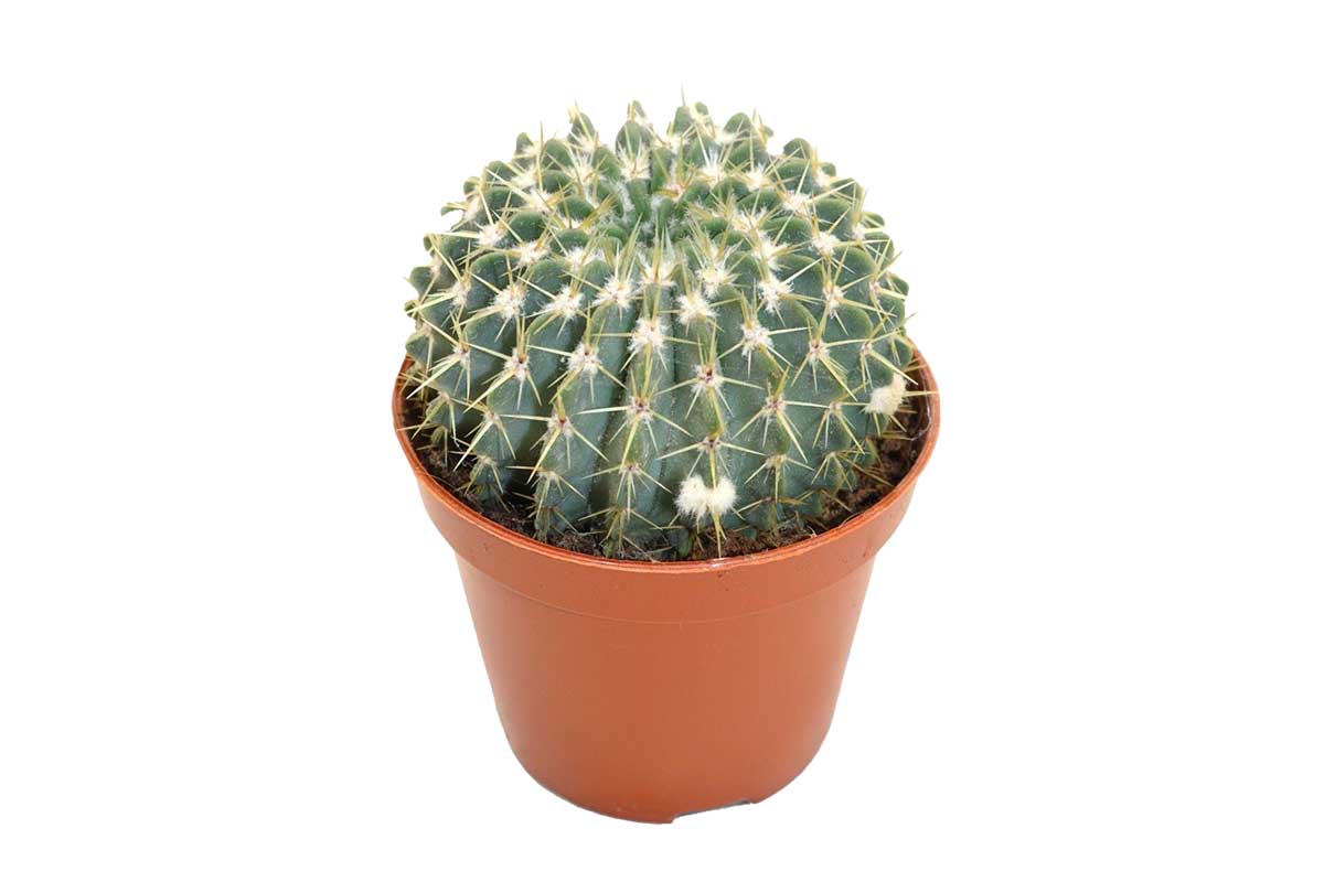 Mini Column Cactus Buiningia brevicylindrica — Mini Column Cactus (5.5 cm) | Greenleaf ...
