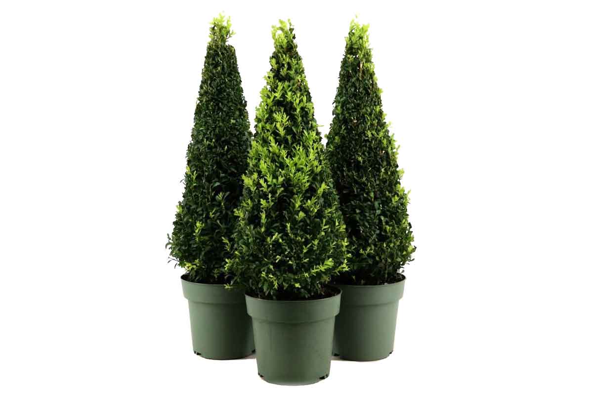 Buxus sempervirens 'pyramid' 21cm