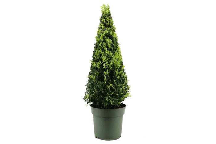 Buxus sempervirens 'pyramid' 21cm