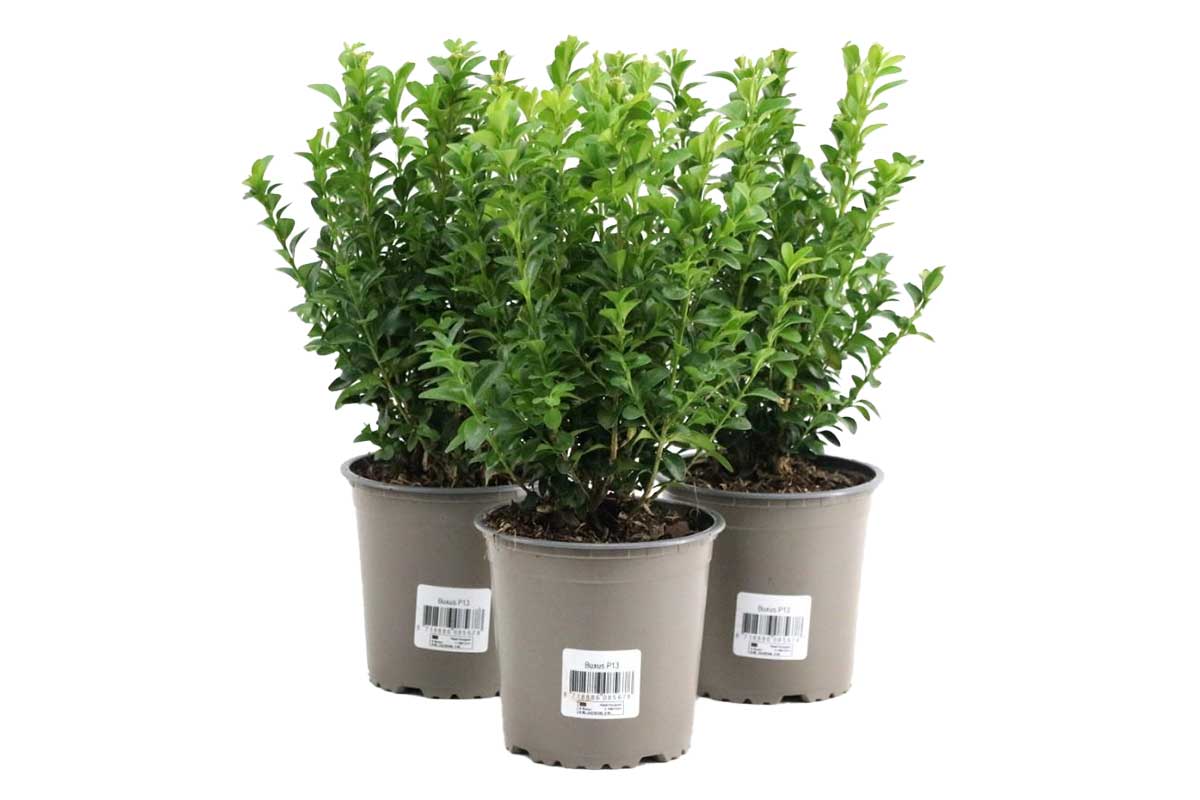 Buxus sempervirens