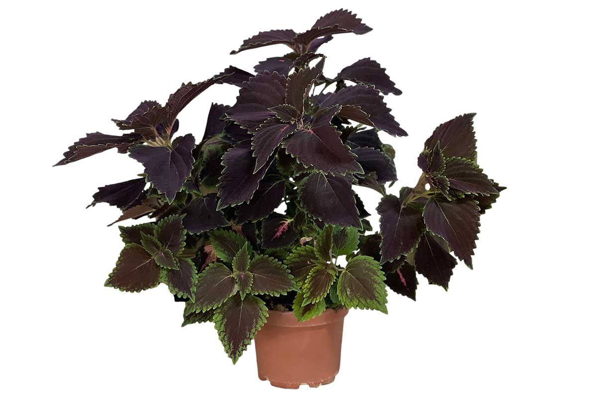 Coleus dark 19cm