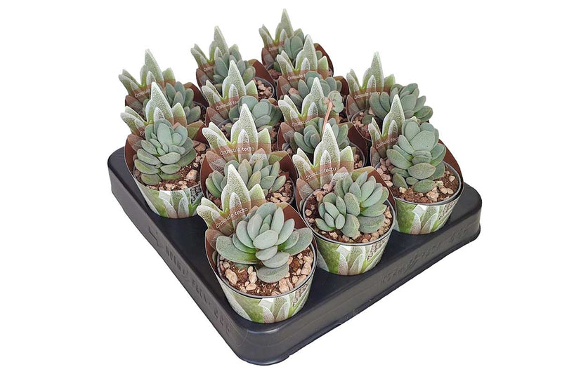 Crassula tecta 6.5cm