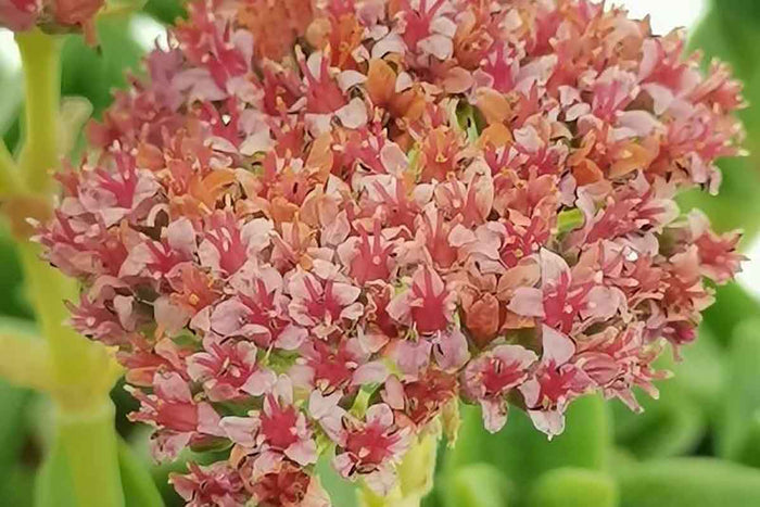 Crassula cv. Bride's bouquet