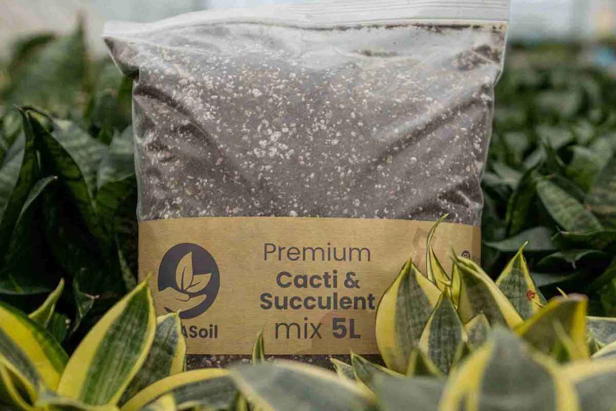 Sybasoil Cacti & Succulent Premium Mix 5lt – Greenleaf Garden Center