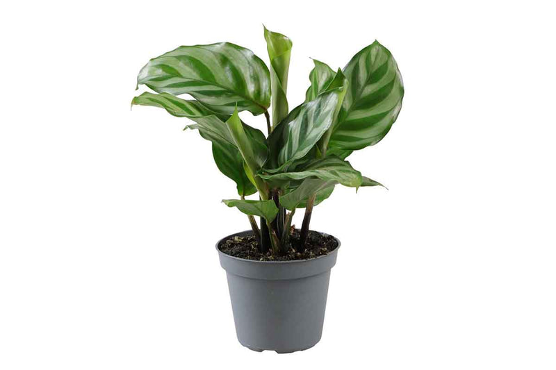 Calathea 'freddie' 6cm