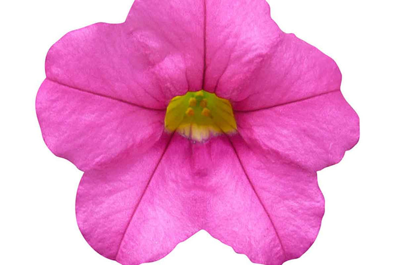 Calibrachoa Calipetite® 'Rose' 15cm