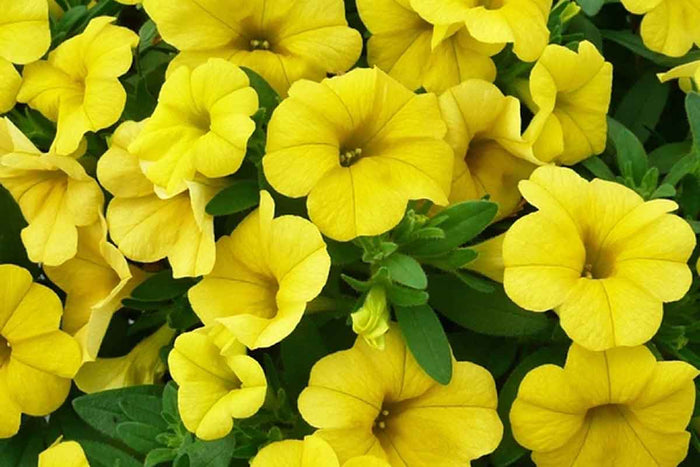 Calibrachoa Calipetite® 'Yellow' 15cm
