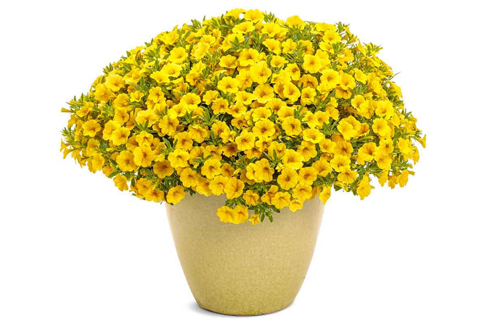 Calibrachoa Calipetite® 'Yellow' 15cm