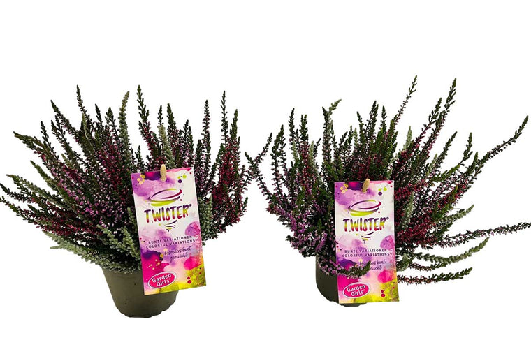 Calluna gardengirls® 'Twister' 12cm