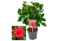 
                  
                    Camellia 'Black Lace' 15cm
                  
                