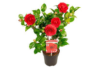 
                  
                    Camellia 'Black Lace' 
                  
                