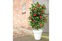 
                  
                    Camellia 'Black Lace' 
                  
                