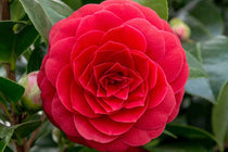 
                  
                    Camellia 'Black Lace' 
                  
                