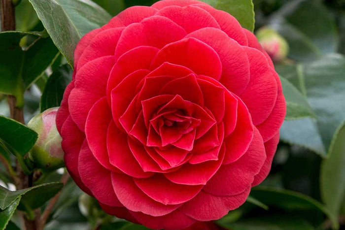 Camellia 'Black Lace' 