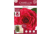 
                  
                    Camellia 'Black Lace' 
                  
                