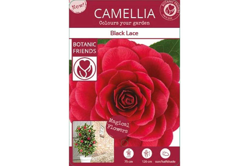 Camellia 'Black Lace' 